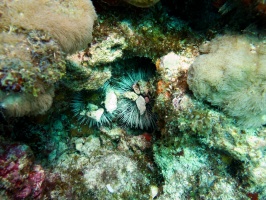 West India Sea Eggs IMG 3163